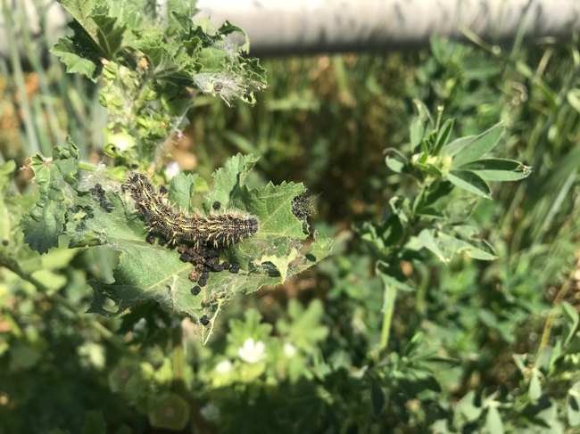 Painted lady caterpillar on Malva (cheeseweed) in an alfalfa field.