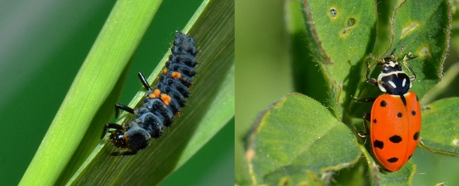 FIg. 1. Lady Beetle (Hippodamia convergense)