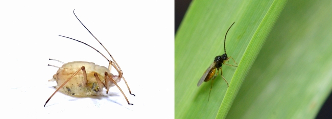 Fig. 2. Wasp Predator and mummified aphid