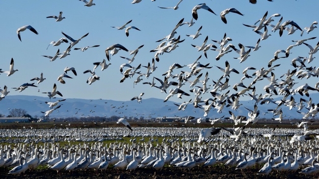 Geese in Alfalfa-Sacramento Valley CA