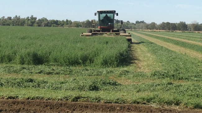 Harvesting organic alfalfa hay in Yolo County.