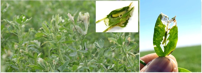 1Damage-Alfalfa Leaftier