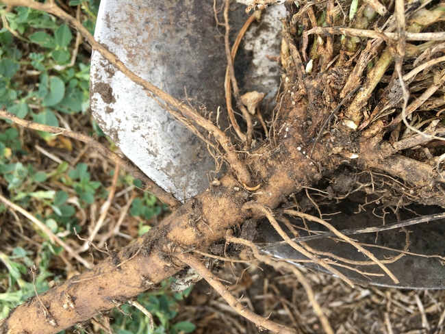 Figure 1. Alfalfa field in San Joaquin County where root scarring was observed. The wireworm shown was not likely the cause of the problem.