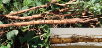 Figure 2. Clover root curculio larvae are white and feed on the roots. The damage appears as root gouging or scars, which can serve as entry points for disease. for Alfalfa & Forage News Blog