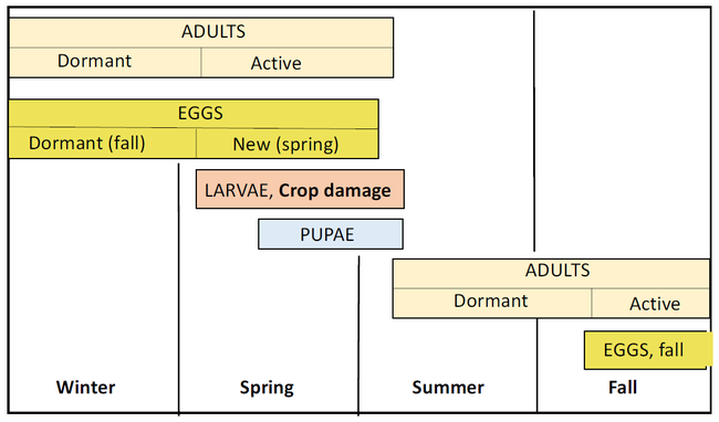 Figure 3. The clover root curculio life cycle has one generation per year. This life cycle is based on Klamath Basin monitoring in 2018.
