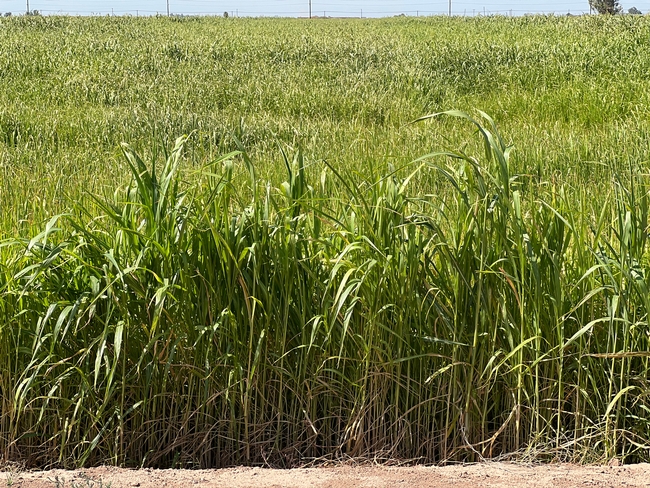 Sudangrass field, Imperial Valley. Photo: Ali Montazar