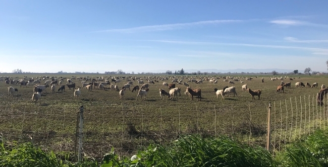 Goats grazing a field, Yolo Co., CA