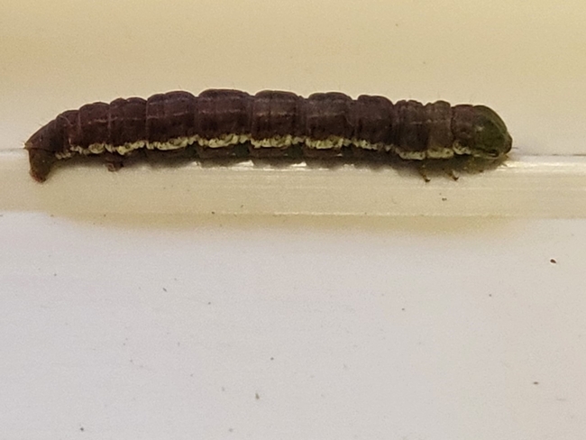 Figure4. Dot-lined Angle Caterpillar last instar