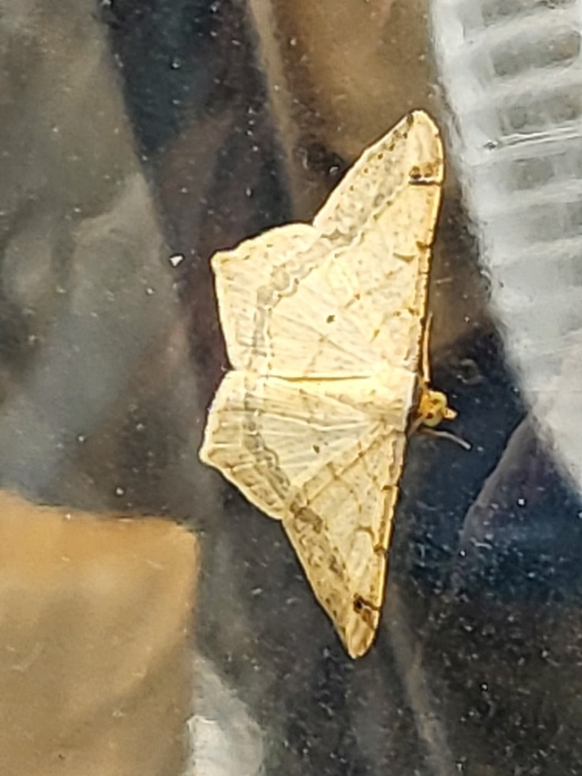 Figure5. Dot-lined Angle Moth