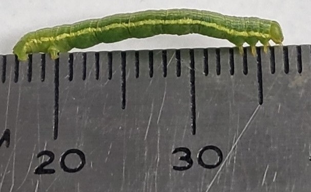 Figure1a. Dot LIned Caterpillar.