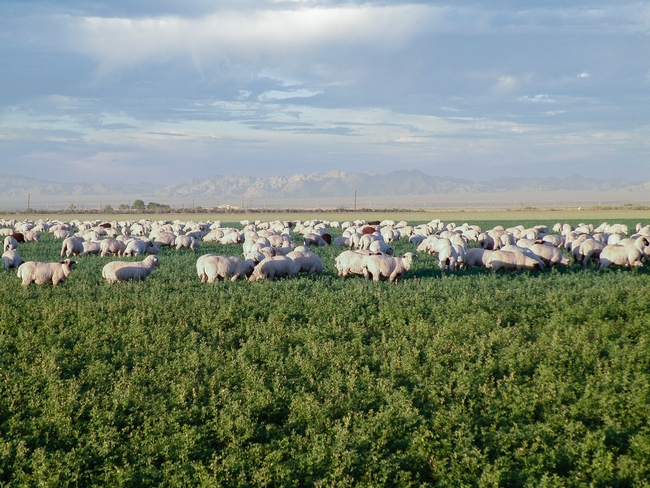 Sheep grazing alfalfa, Imperial County.