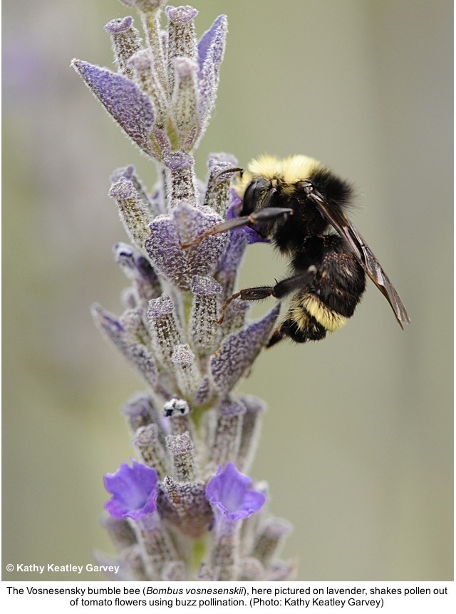 Pollinator Week Bumble Bee