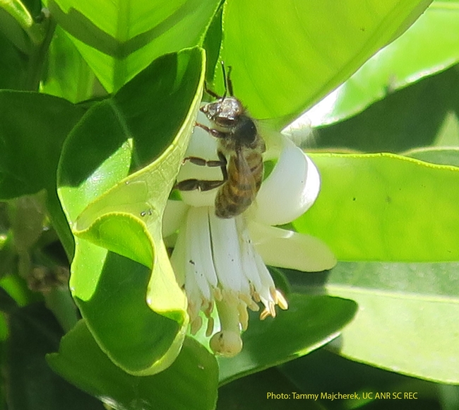 Honey Bee on Citrus blossom 2018.