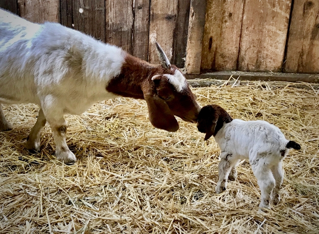 Goat-BabyGoat