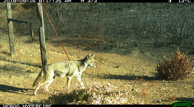 Una red de cámaras ocultas con sensor de movimiento fotografió animales regresando al Centro de Investigación y Extensión Hopland de UC meses después de que el incendio forestal Mendocino