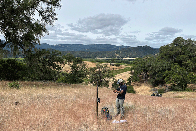 Kendall Calhoun revisa una cámara de detección de movimiento oculta ubicada en medio de un campo de hierba en el Centro de Investigación y Extensión. Esta ladera ondulada, puntuada por arbustos grandes y grupos de robles, es característica de las sabanas de bosques de robles de California. Fotografía por Jackie Mara Beck