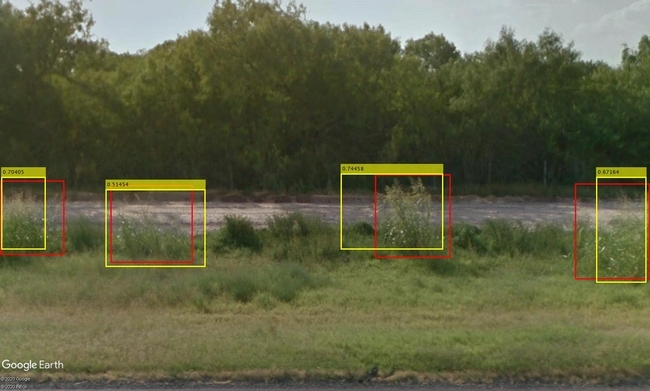 Puntos con el pasto Johnson identificados mediante el uso de Google Street View. Los recuadros amarillos fueron generados por la inteligencia artificial; los recuadros rojos fueron dibujados por un humano.