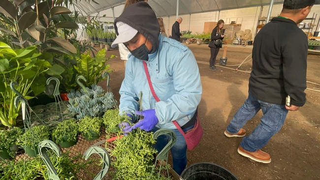 En los invernaderos o ‘greenhouses' los agricultores cuidan cada detalle de las plantas que ahí se cultivan.