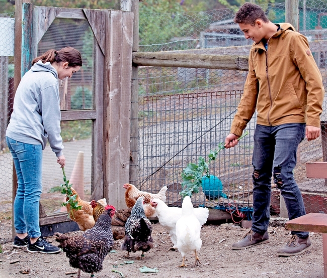 Se urge a los dueños de aves de corral que las protejan de la gripa aviar. Embajadores del programa juvenil 4-H alimentan a gallinas del Rancho Elkus. Fotografía por Evett Kilmartin