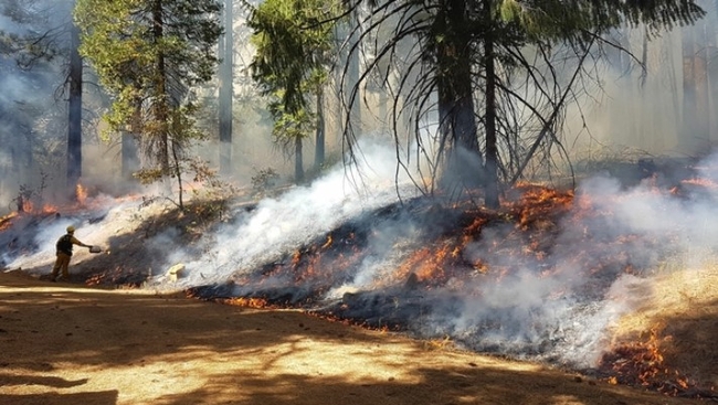 Después de veinte años de investigación, un grupo de expertos de la Universidad de California confirma que las estrategias de control de incendios forestales, como los incendios controlados y el raleo de restauración reducen los riesgos de incendios catastróficos.