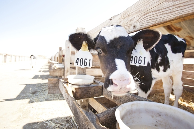 Un proyecto de investigación piloto encabezado por UC Davis, cuyos detalles serán publicados por escrito a finales de este año, reveló que la mezcla de orujo de uva reduce las emisiones, mejora la eficacia del alimento y las grasas saludables. Foto de archivo por Elena Zhukova