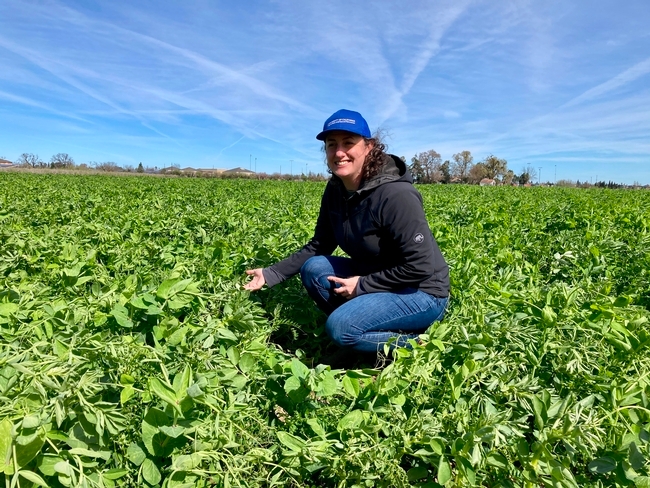 “Los cultivos de cobertura son una práctica valiosa para la salud del suelo que puede ayudar a garantizar la resiliencia de las granjas de California ante los extremos climáticos”, indicó Sarah Light, quien aparecen en un cultivo de cobertura de frijol campana, chícharos y veza que más adelante será reemplazado por tomates.