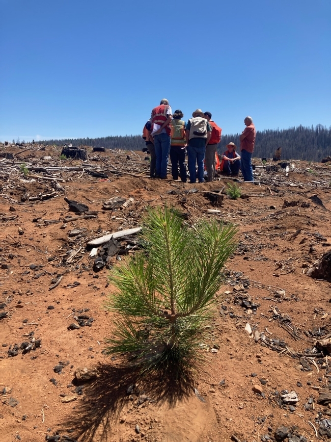 En la fotografía se observa una saludable plántula de pino ponderosa plantada por el EFRTW de Caldor en tierras privadas en el 2023. En el fondo se observa un terreno forestal severamente quemado que no ha sido tratado. Fotografía por Daylin Wade