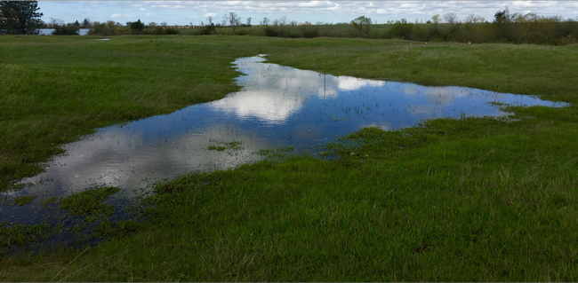 Los estanques vernales se inundan durante la temporada de lluvia y se secan lentamente en la primavera. Fotografía por Julia Michaels