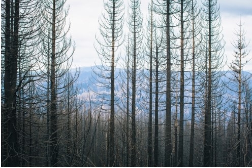 Un nuevo estudio sugiere que los rodales de baja densidad que eliminan la competencia entre árboles es la clave para generar bosques resilientes a los incendios forestales severos, sequías y plagas como los escarabajos de la corteza. Fotografía por Elena Zhukova.