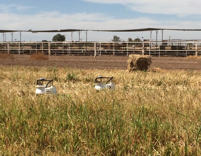 Cámaras automatizadas miden las emisiones de gas en la tierra en un campo de pasto Sudán en el Centro de Investigación y Extensión del Desierto en el condado Imperial. Fotografía por Holly Andrews