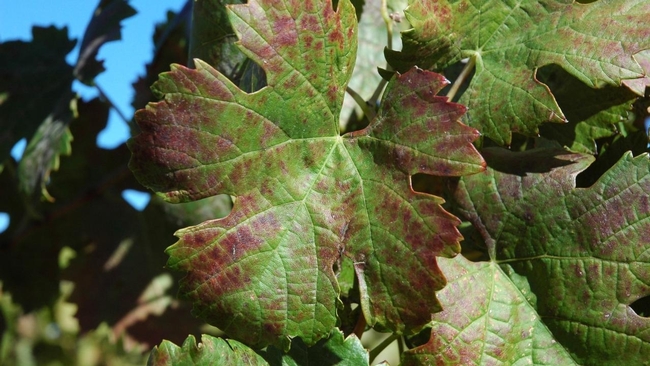 Un nuevo invernadero será construido en UC Davis para proteger a las vides de enfermedades como la mancha roja, la cual causa que las hojas se tornen rojas, dificulta la maduración de las frutas y reduce la calidad del vino. Fotografía cortesía de la Fundación de Servicios de Plantas de UC Davis