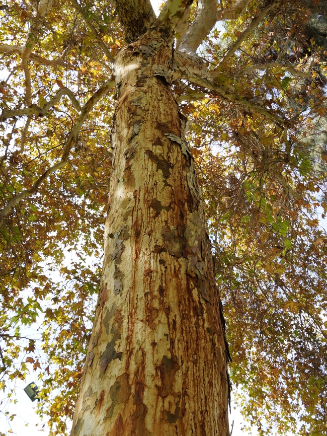 Este árbol sicómoro, una de las especies preferidas del escarabajo barrenador, muestra señales de una infestación grave. Fotografía por Randall Oliver, UC IPM.