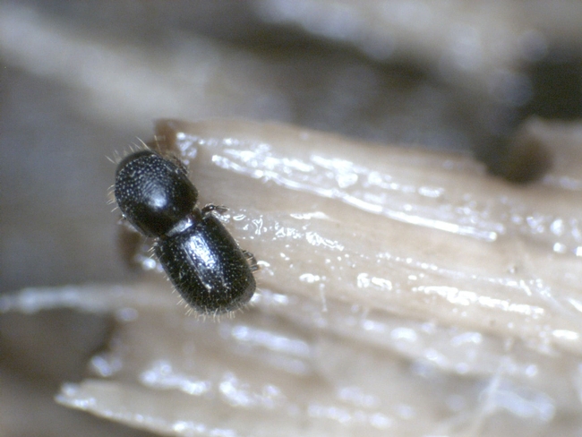 Una hembra adulta polífaga del escarabajo barrenador.  Fotografía por Akif Eskalen, UC Davis