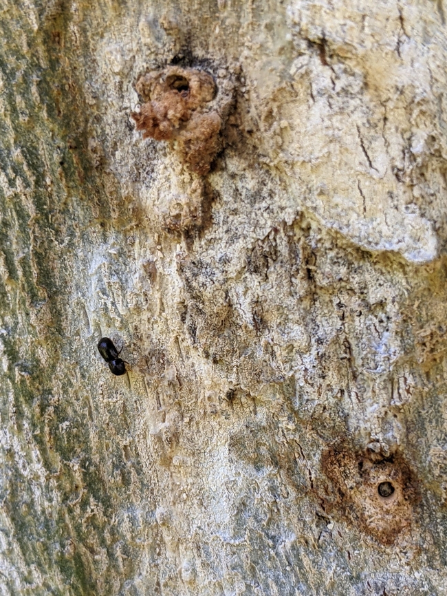 El invasivo escarabajo barrenillo causa la enfermedad llamada marchitamiento por fusarium, que seca ramas o árboles enteros. Fotografía por Randall Oliver, UC IPM