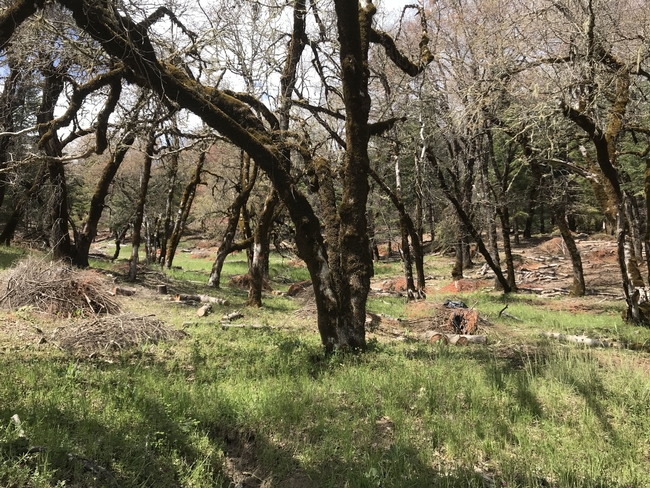 En este bosque, en donde se ejecutaron tareas de restauración, el combustible se ha amontonado para quemarlo después. Fotografía por Brita Goldstein.