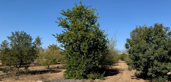 La foto muestra en noviembre del 2022 árboles adaptados al clima del Servicio Forestal de Estados Unidos y el proyecto de investigación de UC ANR en UC Riverside, los cuales no han sido regados desde marzo del 2020.