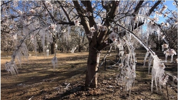 El clima extremoso puede acabar con los botones y flores. Aplicar agua con los aspersores puede calentar el huerto y prevenir que el daño de las heladas. Fotografía por Allen Vizcarra.