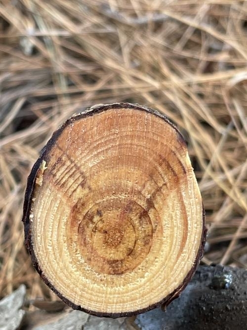 Corte transversal de un árbol infectado con el cranco fantasma del pino evidenciado por la decoloración y crancos de márgenes irregulares e indistintas. Fotografía por Akif Eskalen, UC Davis