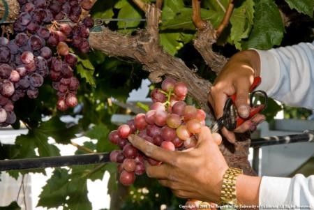 Photo of person harvesting grapes