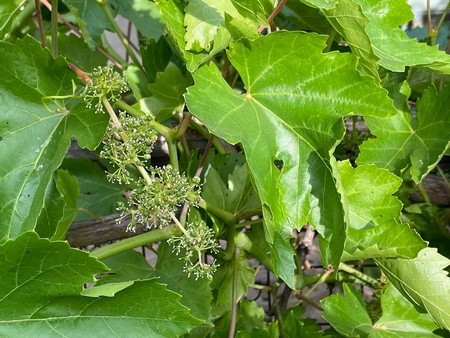 Photo of grape leaves and buds