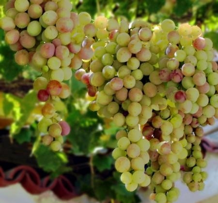 Photo of grapes on the vine