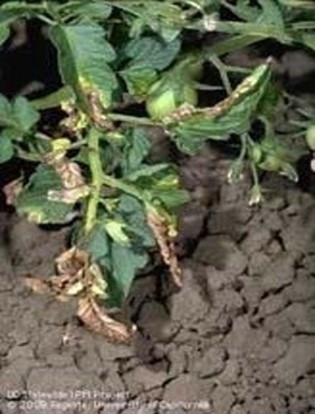 Photo of Verticillium wilt symptoms on tomato leaves