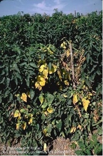 Photo of Fusarium wilt symptoms on a tomato plant