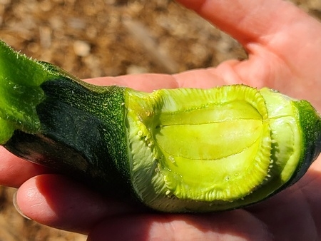 Photo of weird zucchini