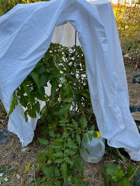 Photo of covered tomato plant