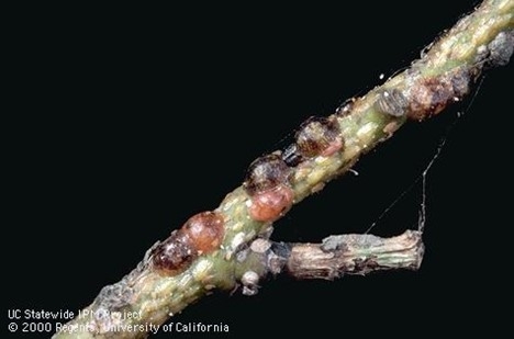 Photo of brown soft scale on a twig