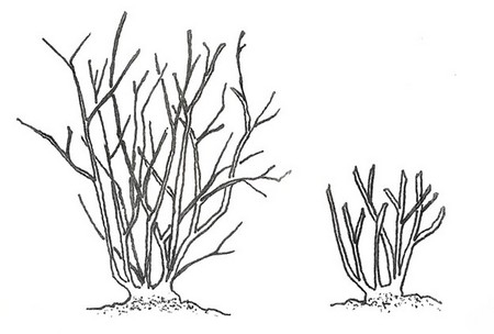 Diagram of before and after rose pruning