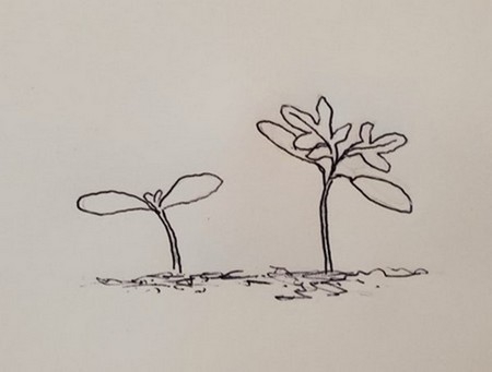 Drawing of a cotyledon