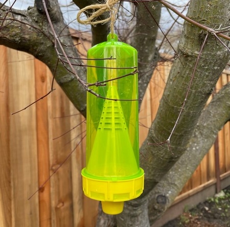 Photo of a lure trap for yellowjackets