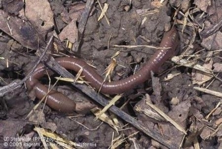 Photo of a garden earthworm